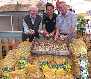 Million Bulbs